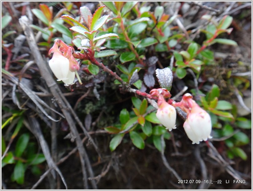 2012-07-11 14-32-29高山白珠樹 .JPG